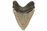 Serrated, Fossil Megalodon Tooth - North Carolina #235128-2